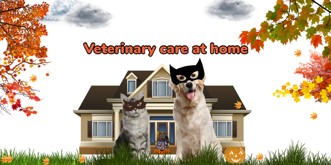 Veterinary Mobile Ottawa Dog Cat Vaccines Exam, vet meds Delivery